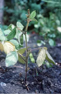 Beans: SOYABEAN PLANT - with beans