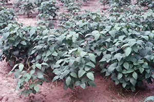 Soyabean: SOYABEAN PLANTS