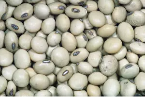 Bean: SOYABEANS - grown widely for seeds, which are rich