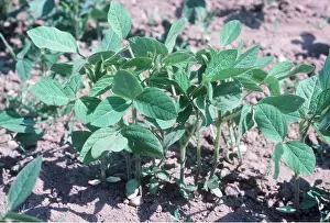 Soyabean: SOYABEANS - young plants
