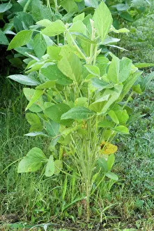 Bean: Soybean