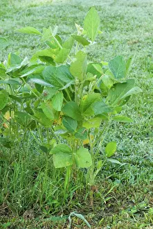 Bean: Soybean