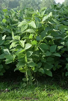 Bean: Soybean
