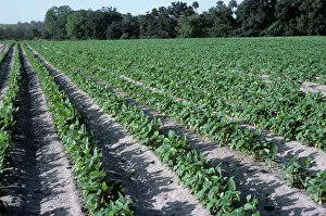 Soya: Soybean crop