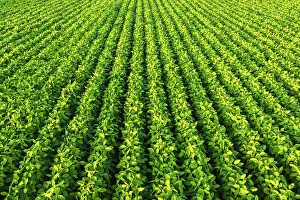 Lined: Soybean field with rows of soya bean plants. Aerial