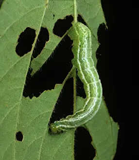 Soya: Soybean looper caterpillar