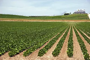 Beans: Soybeans, Idaho
