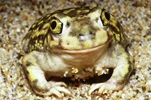 Spadefoot: Spadefoot Toad