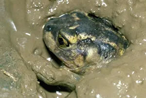 Spadefoot: Spadefoot Toad Burrows into Mud