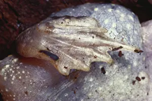 Spadefoot: Spadefoot Toad Foot