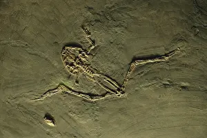 Spadefoot: Spadefoot Toad Fossil