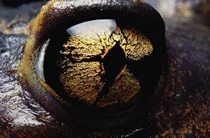 Spadefoot: Spadefoot Toad's eye