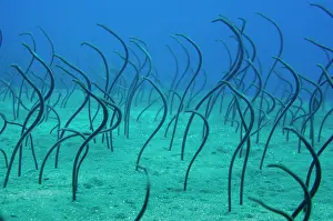Eels: Spaghetti Garden Eels