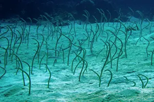 Eels: Spaghetti Garden Eels in holes - Fish Bowl dive