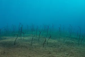 161018: Spaghetti Garden Eels - in holes in sand - USAT