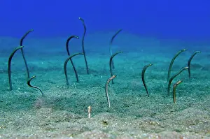 Eels: Spaghetti Garden Eels - Pyramids dive site, Amed