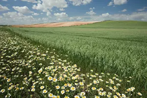Margins: Spain - Agricultural landscape. Aragon