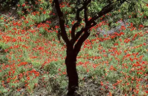Nuts: SPAIN - Almond tree (Prunus dulcis) in April amidst