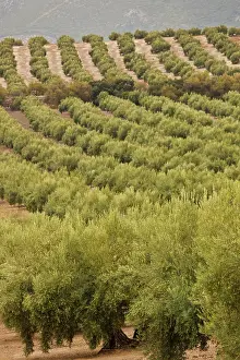 Provincia: Spain, Andalucia Region, Jaen Province