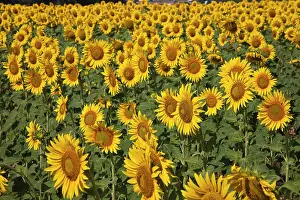Julie: Spain, Andalusia, Cadiz Province. Sunflower