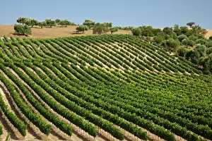 Arco: Spain, Andalusia, Cadiz Province. Vineyard