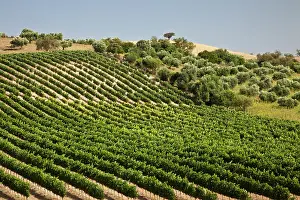 Arco: Spain, Andalusia, Cadiz Province. Vineyard