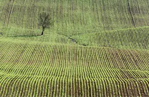 Lines: SPAIN - ANDALUSIA, cultivation of beetroot