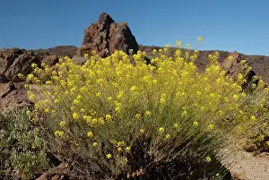 Islas: Spain, Canary Islands, Tenerife. Las Canadas