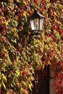 Leafy: Spain, Cantabria Region, Cantabria Province