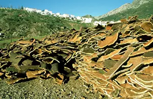 Frontera: Spain - In a cork factory at Cortes de la Frontera: