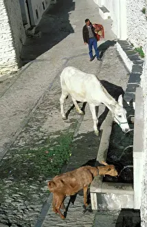 Alpujarras: Spain - Countryman with thirsty livestock at a