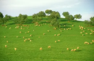 Holm: Spain - Flock of sheep at pasture among holm/ holly