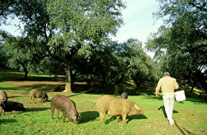 Holm: Spain - Herds of pigs, grazing beneath holm / holly/
