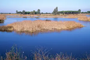 Pinea: SPAIN - Marshes and Stone / Umbrella Pines in the