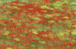 Annuals: Spain - Spring meadow in May with poppies and yellow
