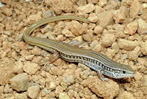 Scincidae: Spalding's Comb-eared Skink
