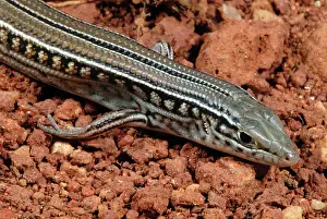 Scincidae: Spalding's Comb-eared Skink