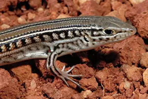 Skink: Spalding's Comb-eared Skink