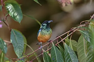 Sized: Spangle-cheeked Tanager Tangara dowii A medium-sized p