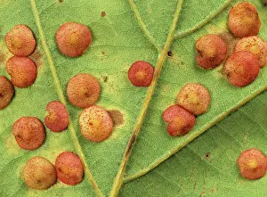 Neuroterus: Spangle gall wasp galls