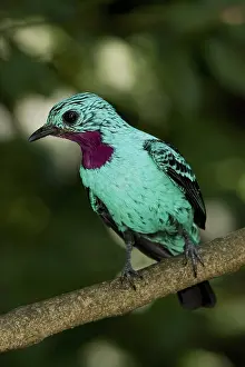 Jurong: Spangled Cotinga