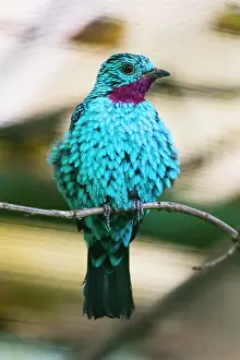 290820: Spangled Cotinga, male perched on branch, captive