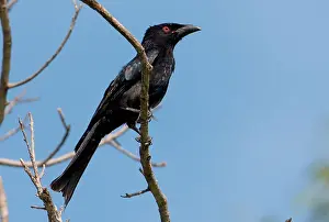 Drongo: Spangled Drongo