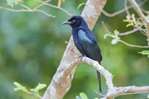 Drongo: Spangled Drongo