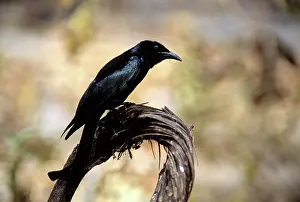 Drongo: Spangled Drongo, Cambodia