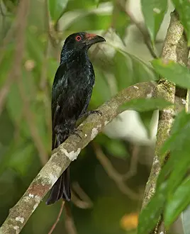 Drongo: Spangled Drongo - perched on a branch in woodland
