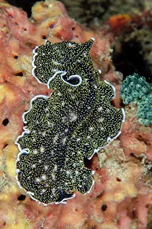 Flores: Spangled Flatworm (Acanthozoon alderi), Underwater