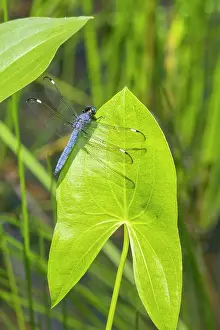 Cyanea: Spangled Skimmer male on Arrowhead plant