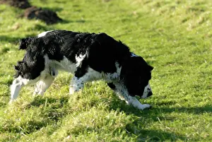 Springer: Spaniel