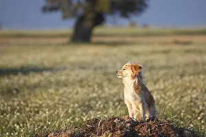 Communities: Spaniel Dog bastard sitting in a meadow Spain